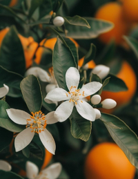 Orange Blossom