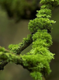 Moss