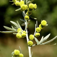 Wormwood
